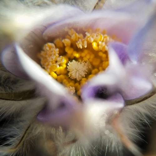 Распускается pulsatilla patens
