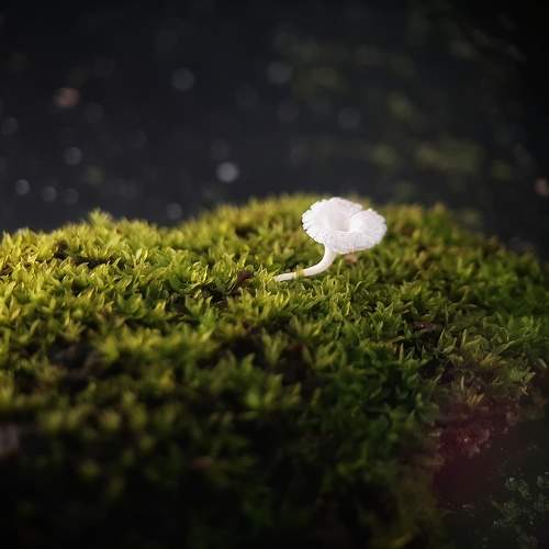 Photo #9646247