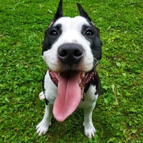 Photo #9646550