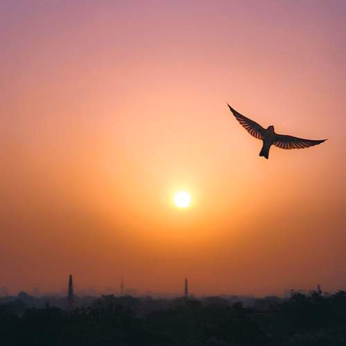 Photo #9646570