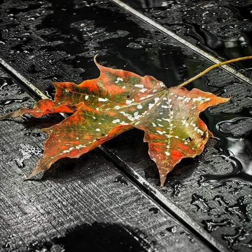 Photo #9646584
