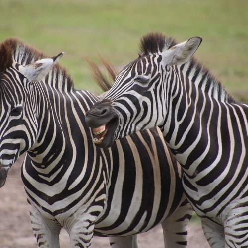 Photo #9647021