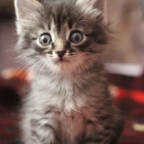 Photo #9647057