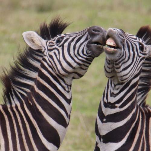 Photo #9647101
