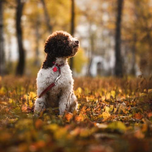 Photo #9647200