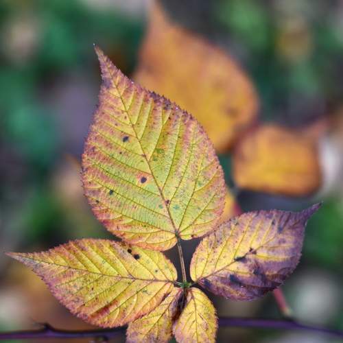 Photo #9647275