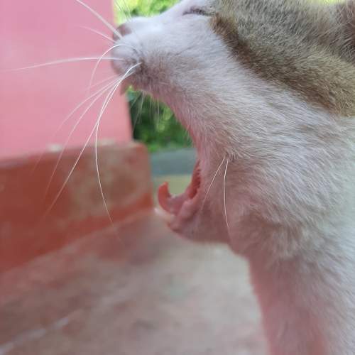 Photo #9647302