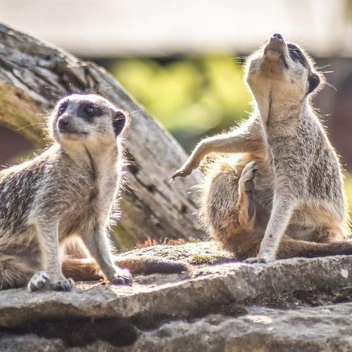 Photo #9647493