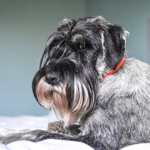 Photo #9647501