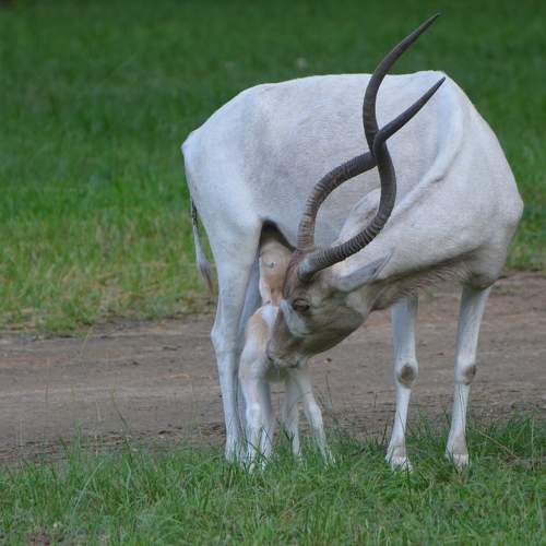 4Days old Addax and the mum
