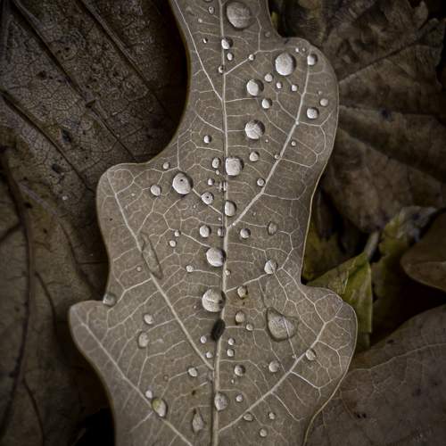Water Droplets on Fallen Leaves