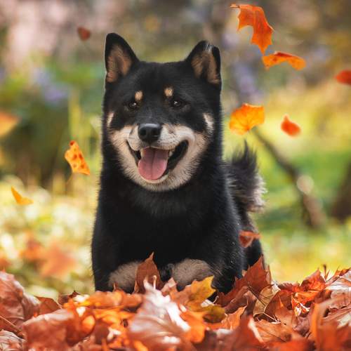 Photo #9647975