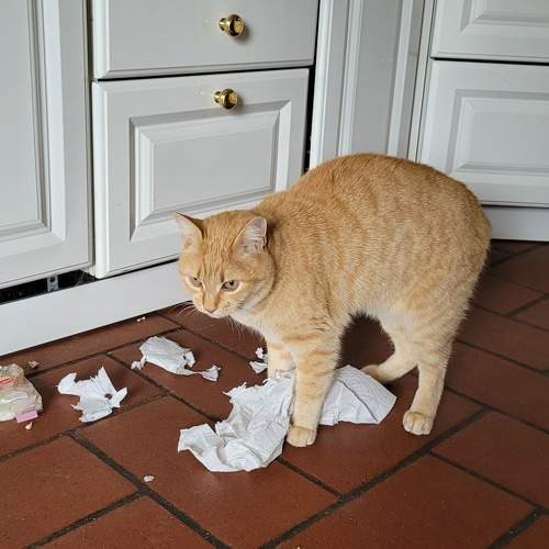 Photo #9648073