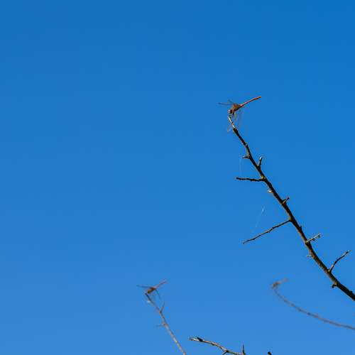 Photo #9649880