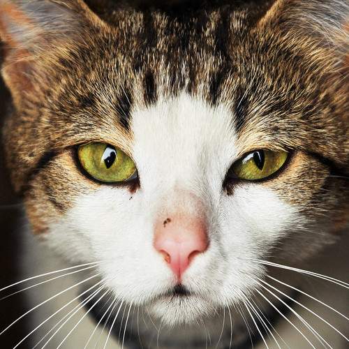 Photo #966602
