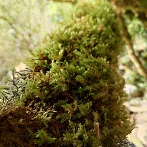 Photo #9650161