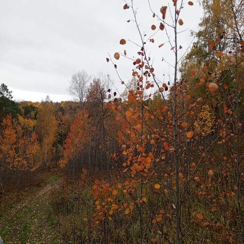 Photo #9650171