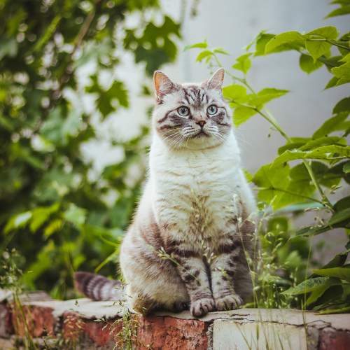 Photo #9650620