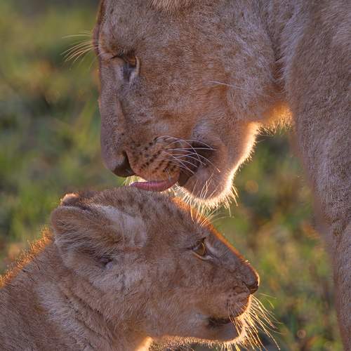 Photo #9650913