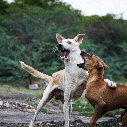 Brother's Handshake