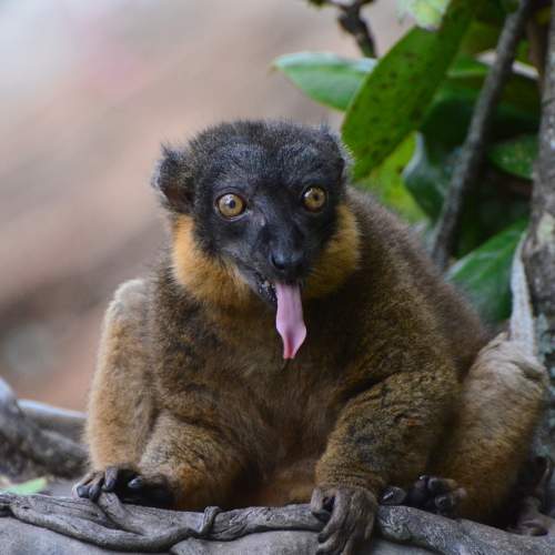 Lemur