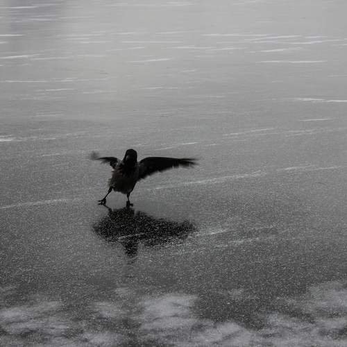 Photo #9651647