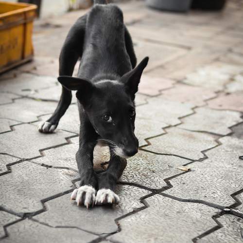 Funny puppy
