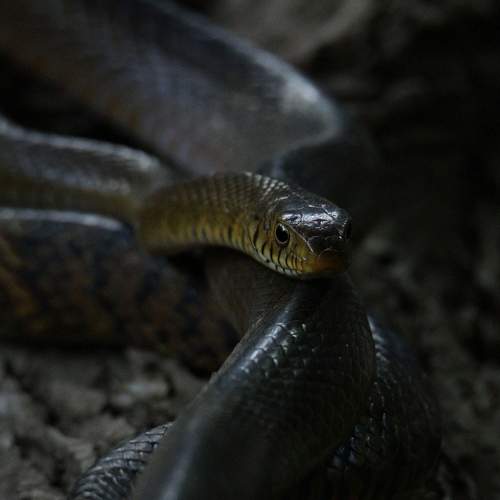 Photo #9652436