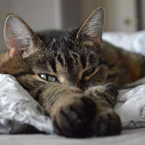 Photo #9653425