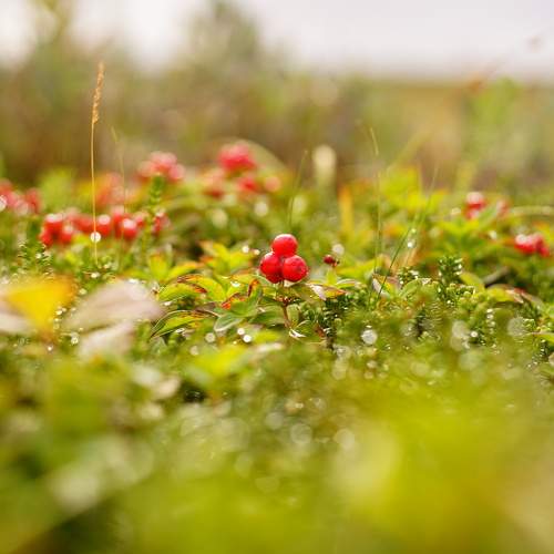 Photo #9654499