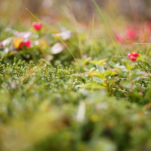 Photo #9654512
