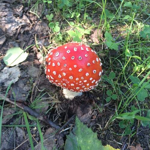 Photo #9654812