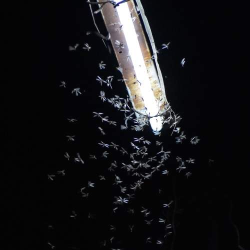 Street light