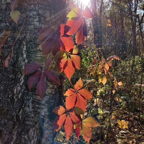 Photo #9655654