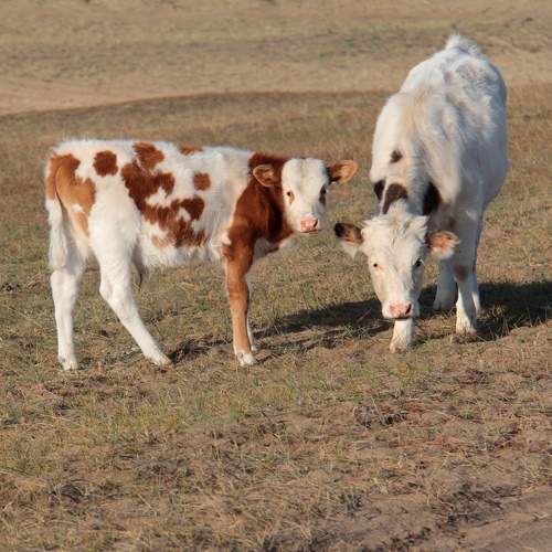 Photo #9655988