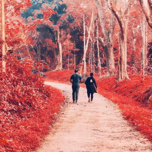 Autumn colours