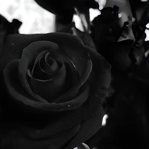 Photo #9656770
