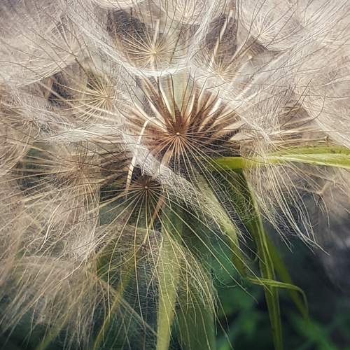 Dandelion