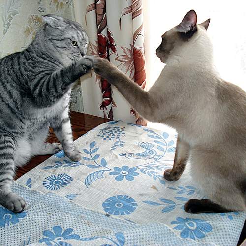 Photo #9657458