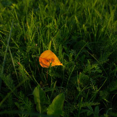 Photo #9658434