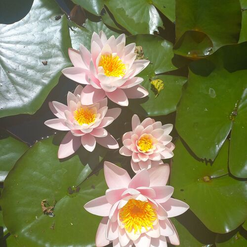 Photo #9658787