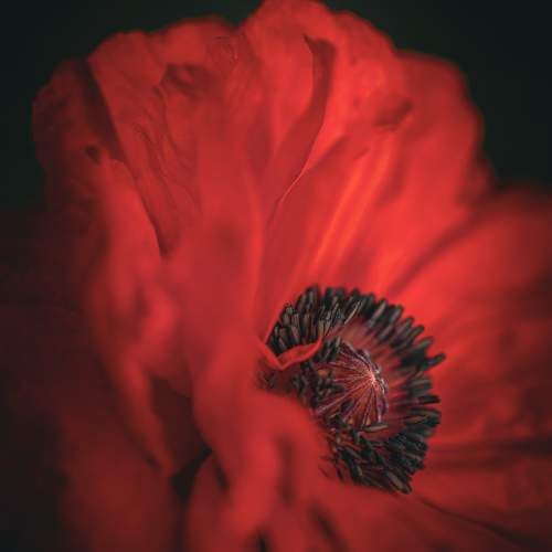 Photo #9659108