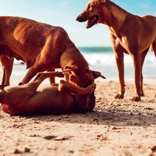 Photo #9659462