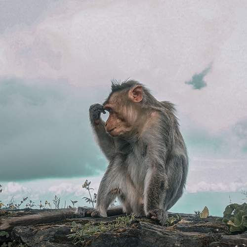 Funny pose of monkey