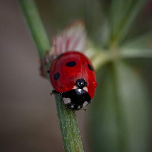 Photo #9660035