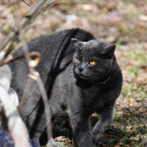 Photo #9660049