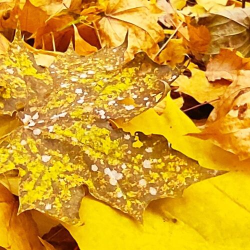 Photo #9660274