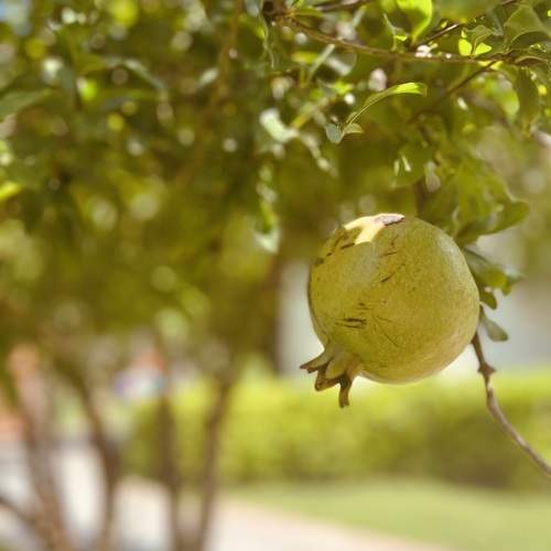 Photo #9660457