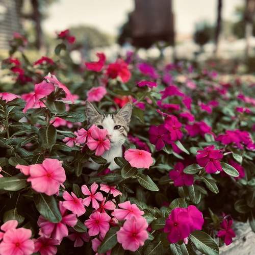 Photo #9660464
