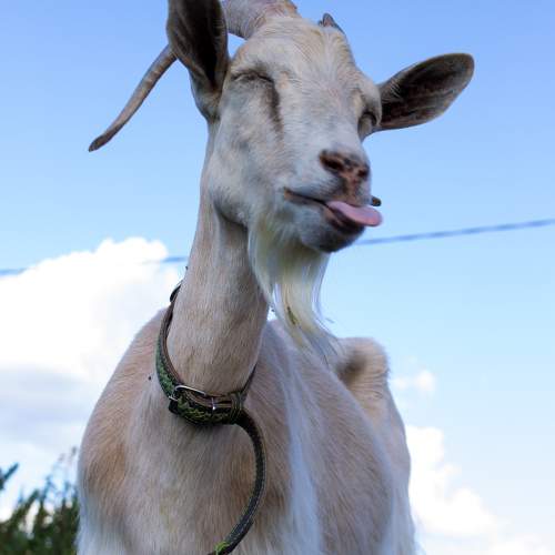Photo #9660544